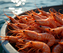 صادرات میگو در بندرعباس