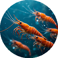 پرورش و بسته بندی میگو